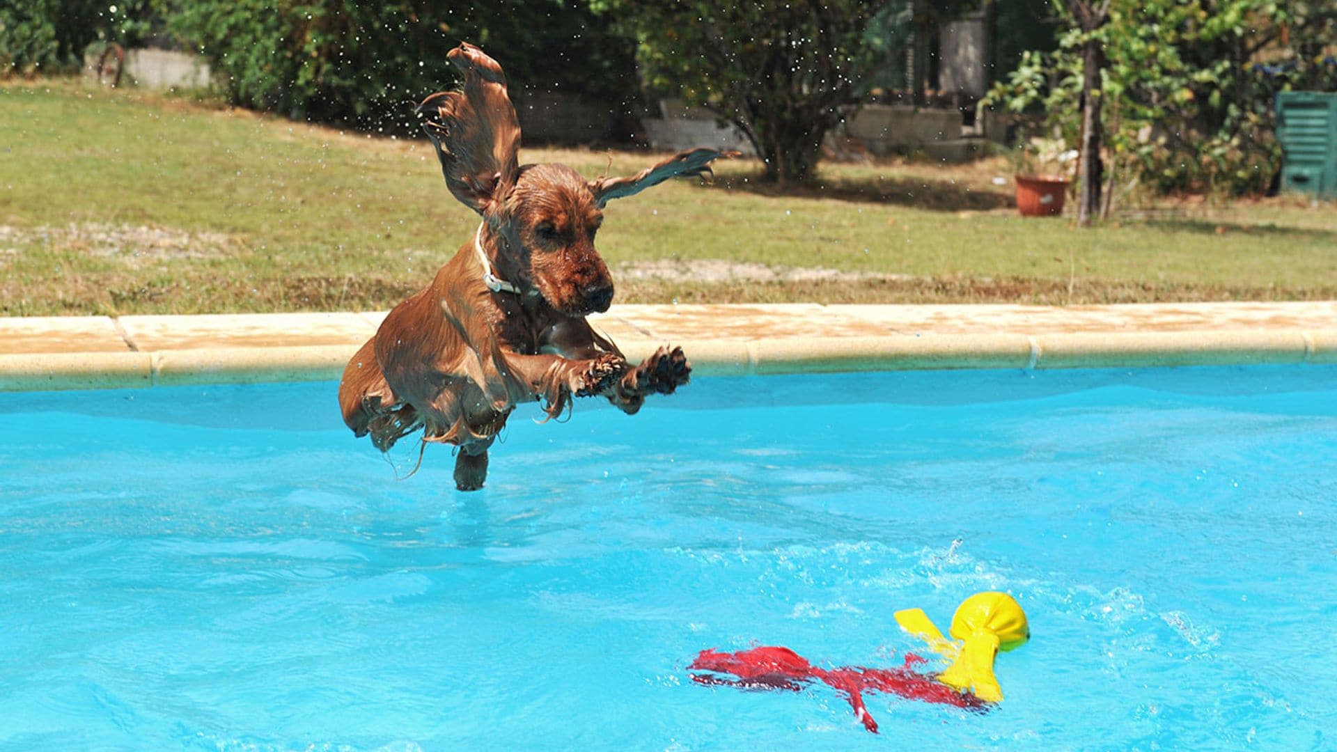 Cocker spaniel inglés: Un amigo cariñoso con vocación de cazador