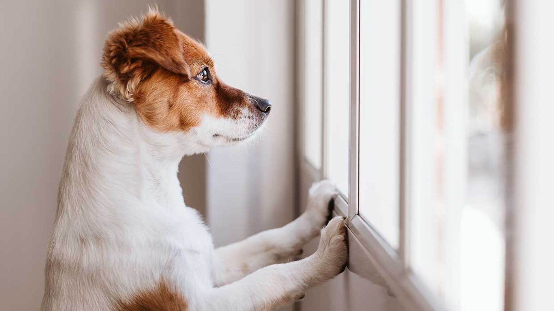 ¿Qué puede ocurrirle a nuestra mascota si no la sacamos a pasear?