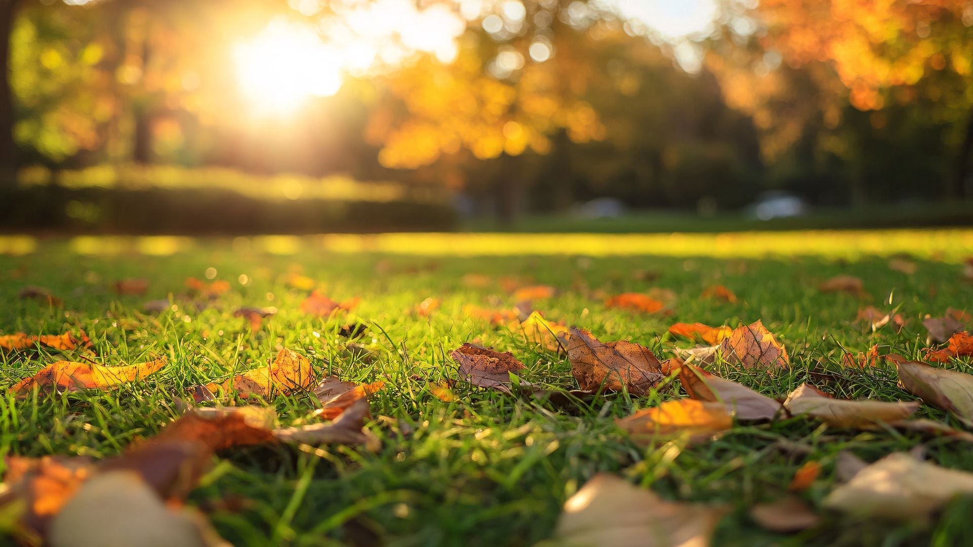 Pradera de césped con hojas de otoño