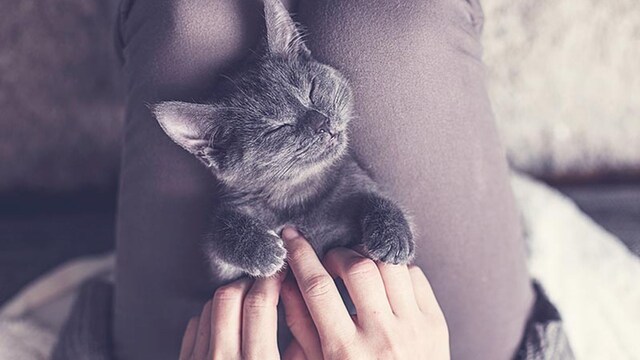 gatofeliz