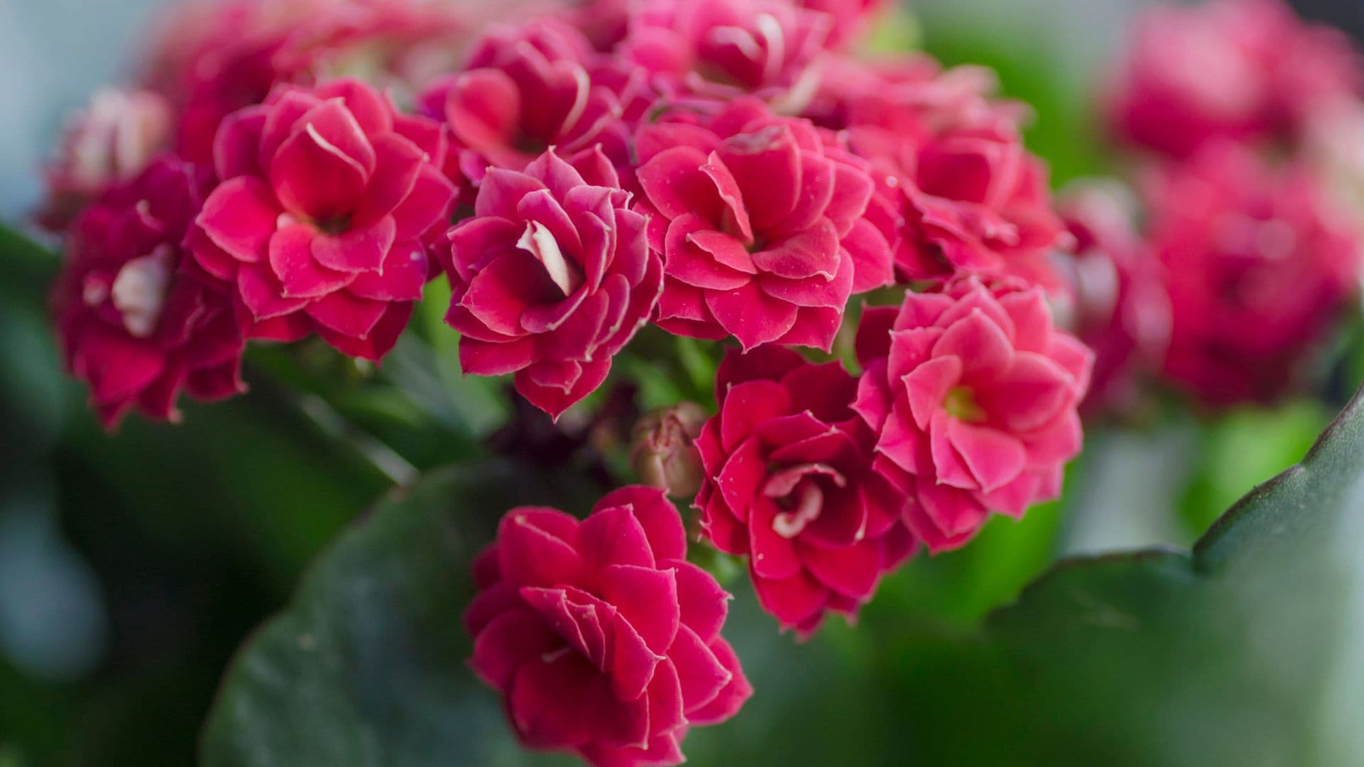 Kalanchoe: cuidados, beneficios y propiedades de esta planta suculenta