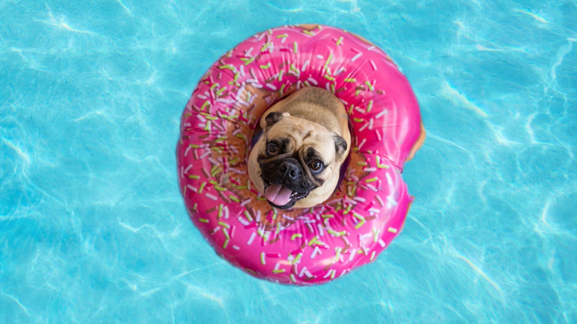 ¡Protégelas! Estas son las razas de perro que llevan peor el calor