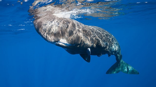 ballena