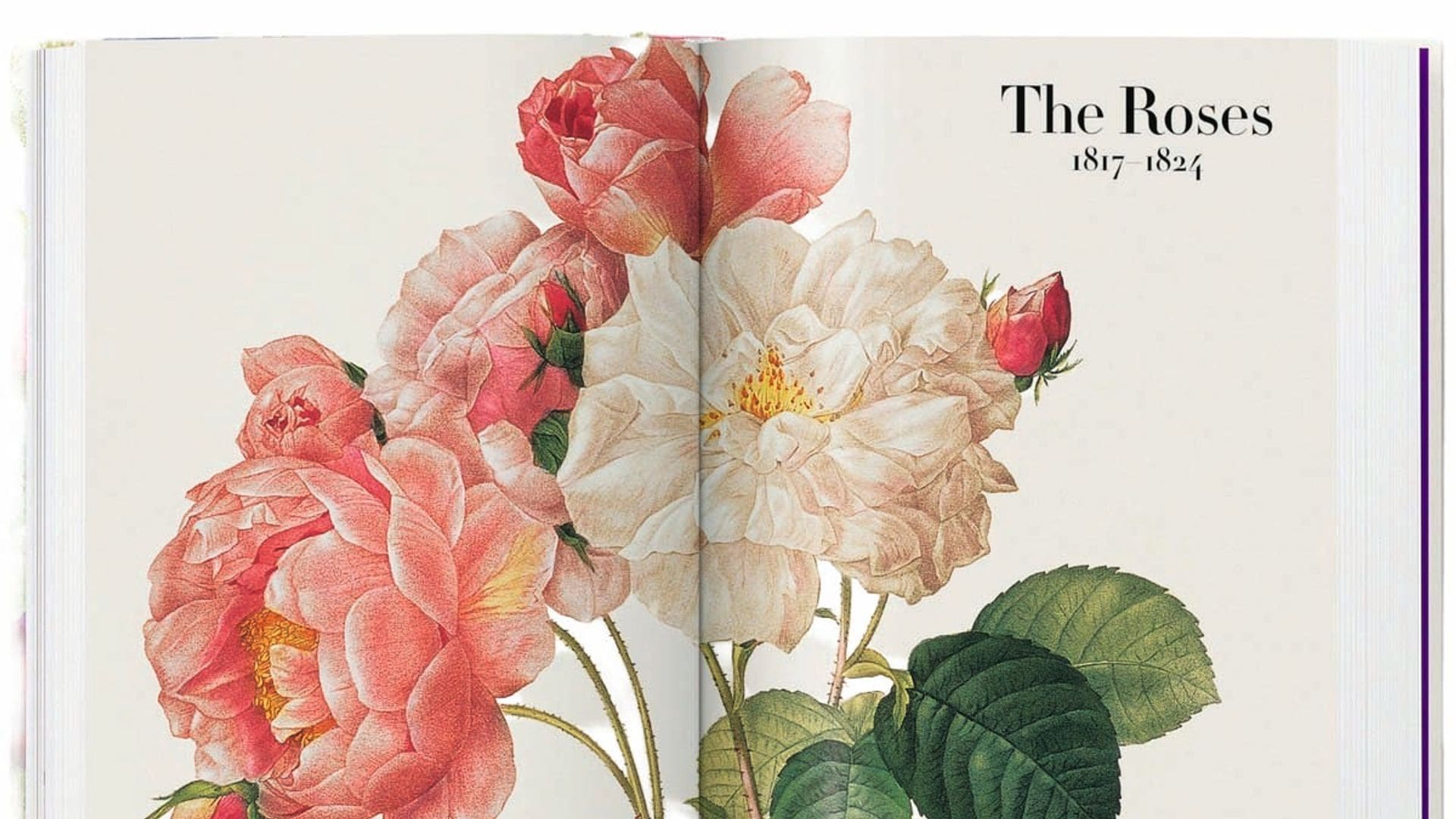 Libro Redoute. Roses,
de Taschen (15 €).