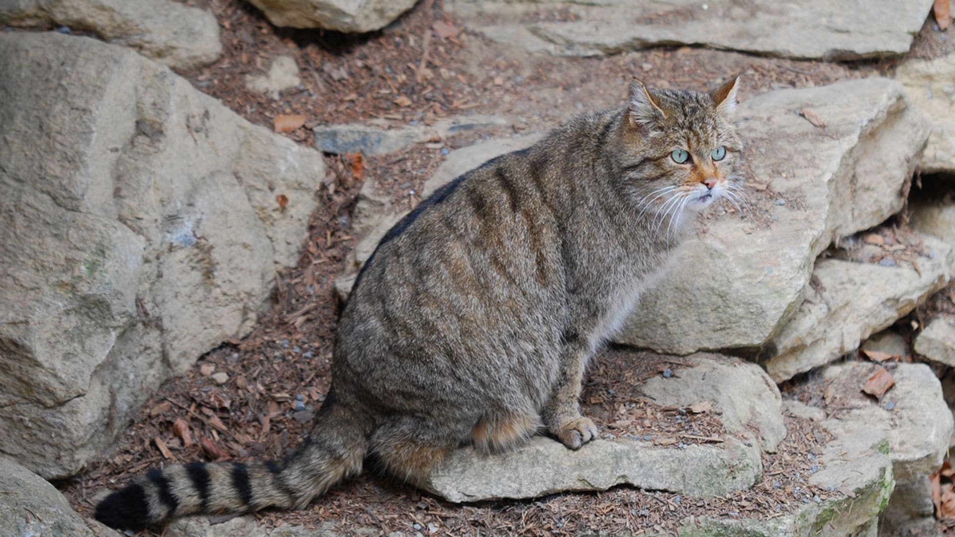 Gato montés: todo lo que hay que saber sobre el 'hermano rebelde' del gato doméstico