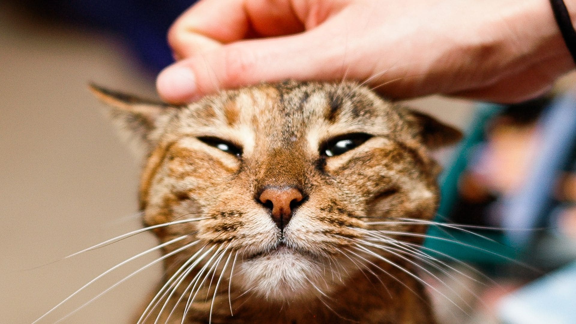 Entrecerrar los ojos y parpadear despacio puede aumentar las probabilidades de que un gato se acerque e interactúe