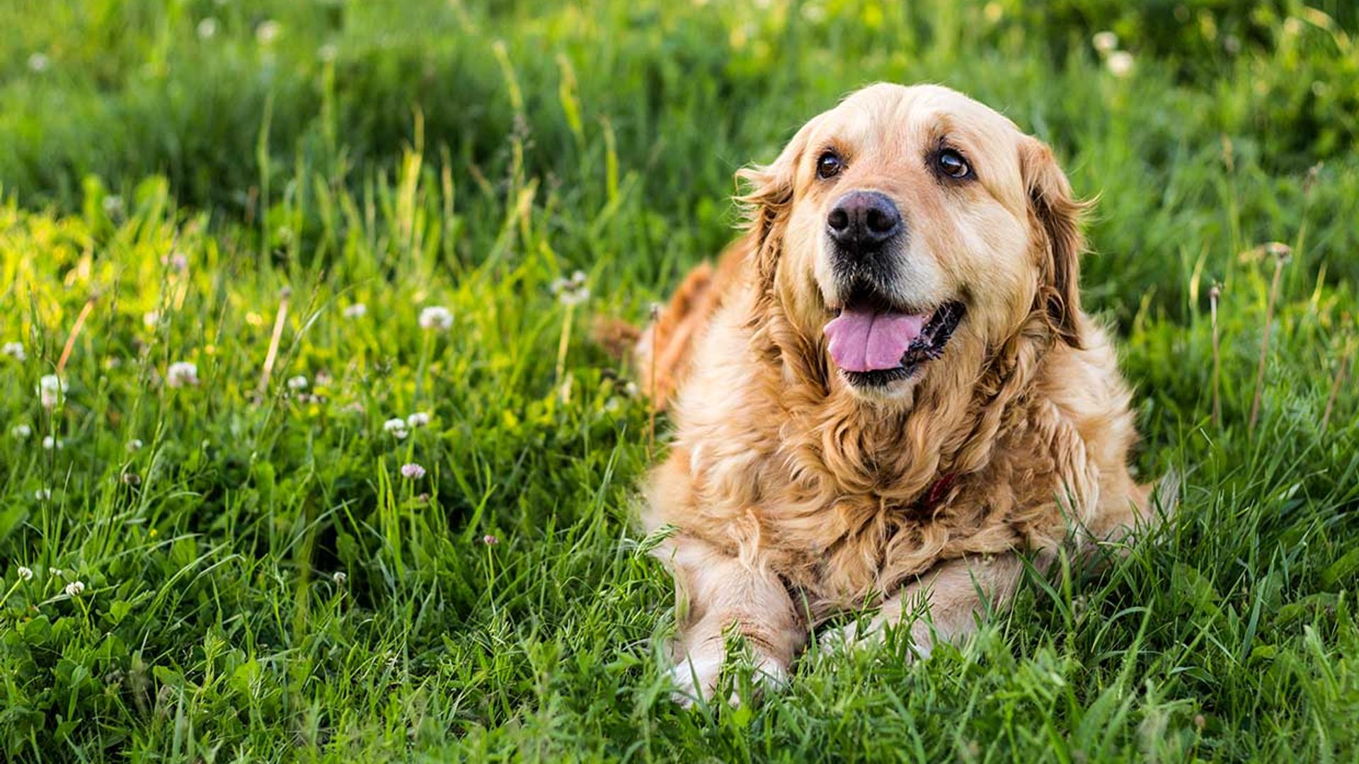 Los perros mayores tienen mucho que enseñarnos