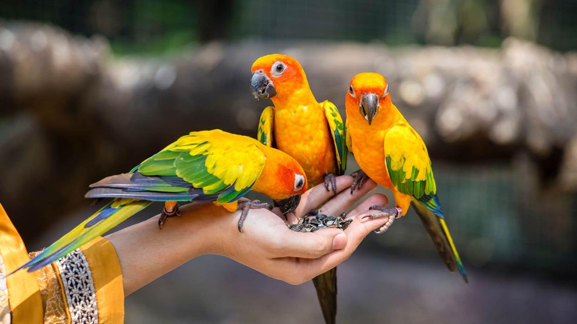 Mi loro me da picotazos ¿por qué?