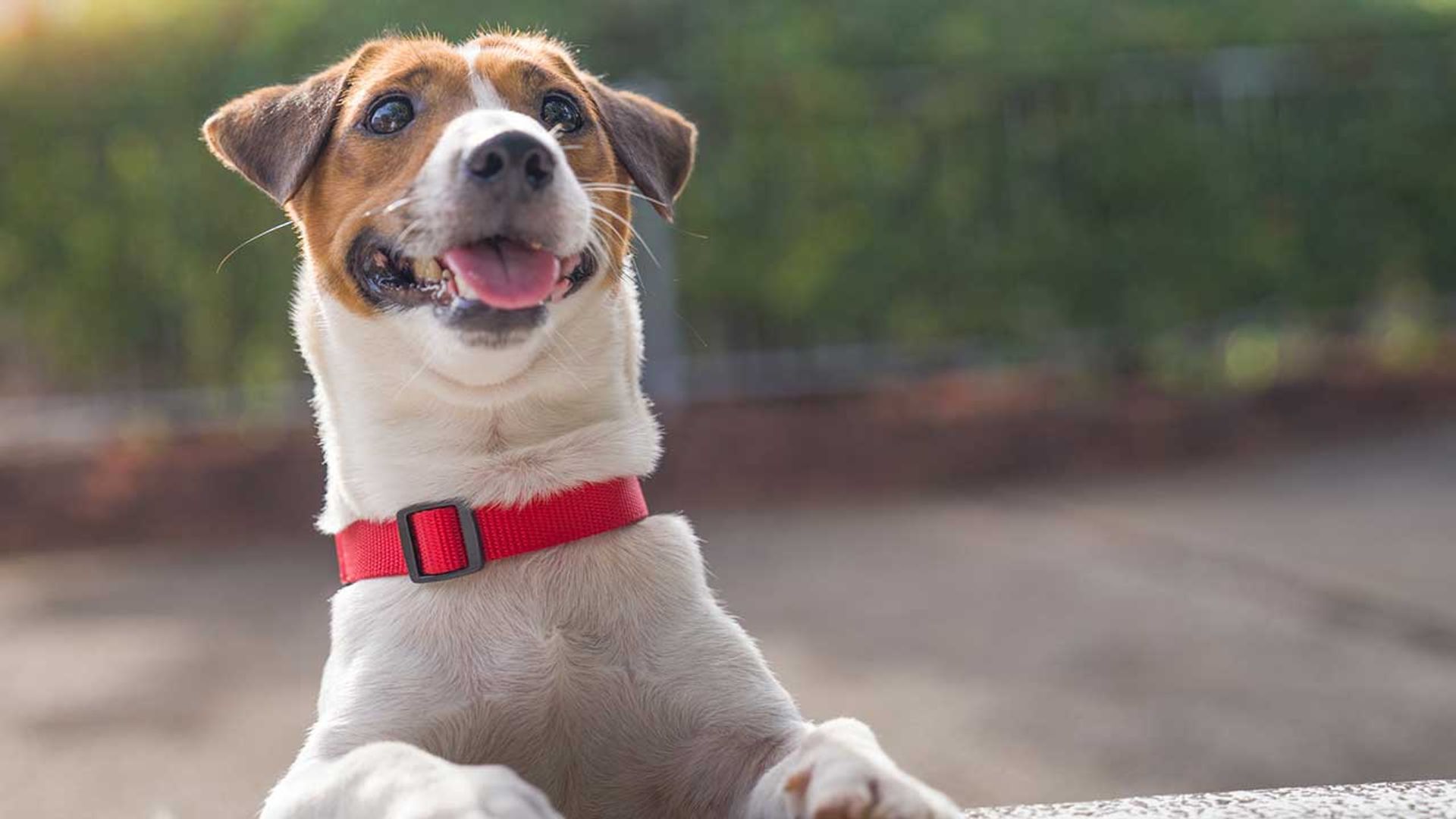 Este es el mejor collar antiparasitario para tu perro que puedes comprar en Amazon