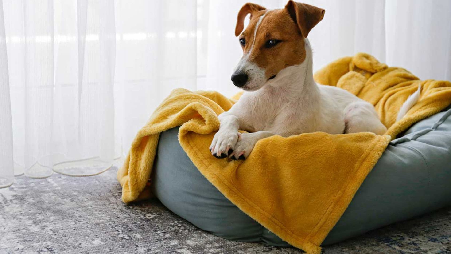 ¿Conviene adaptar la cama de nuestra mascota en los días de frío?
