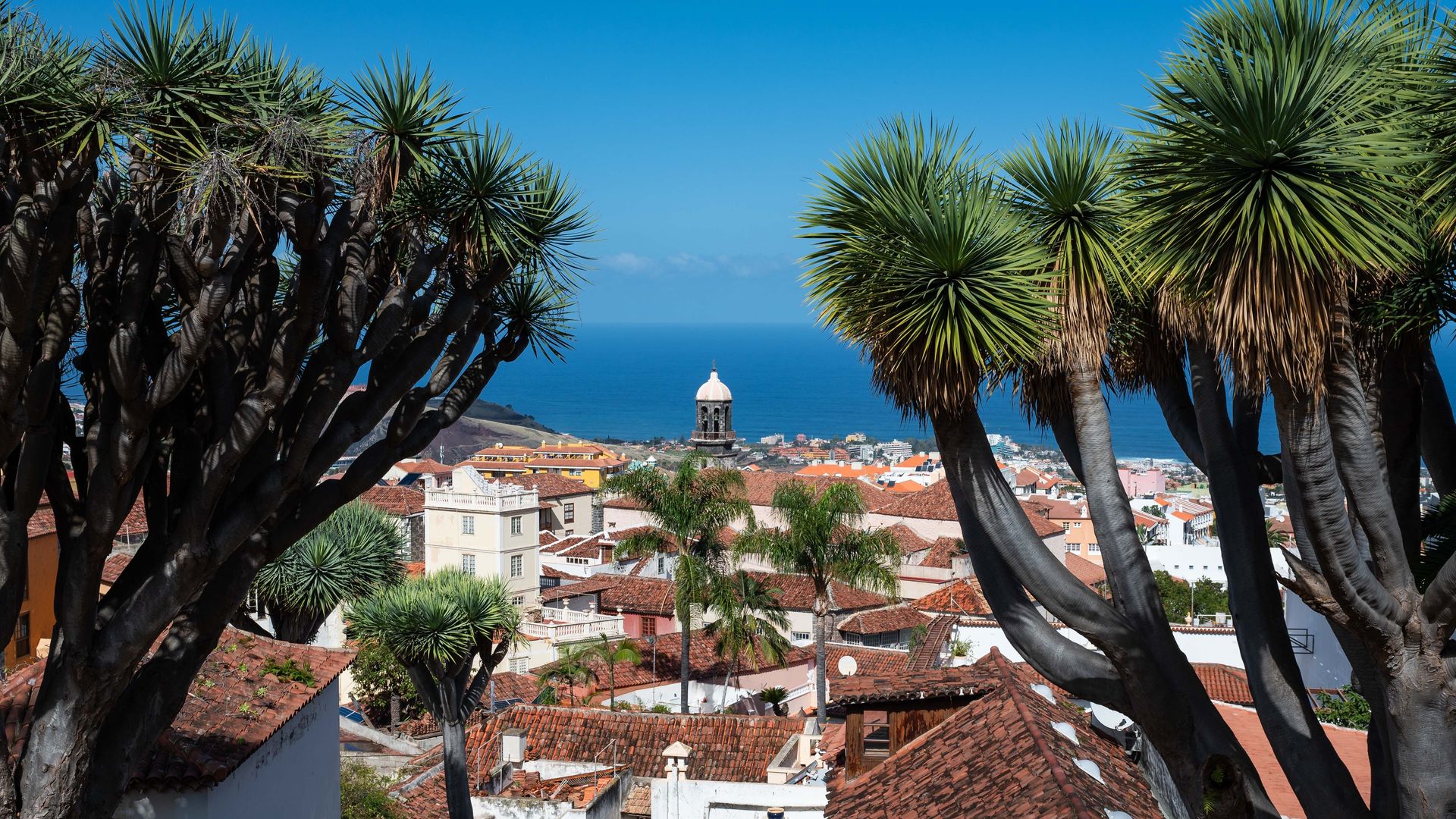 La ruta definitiva para comer en los guachinches de Tenerife, entre viñedos, recetas centenarias y vino de cosecha