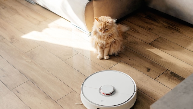 Un gato junto a un robot aspirador
