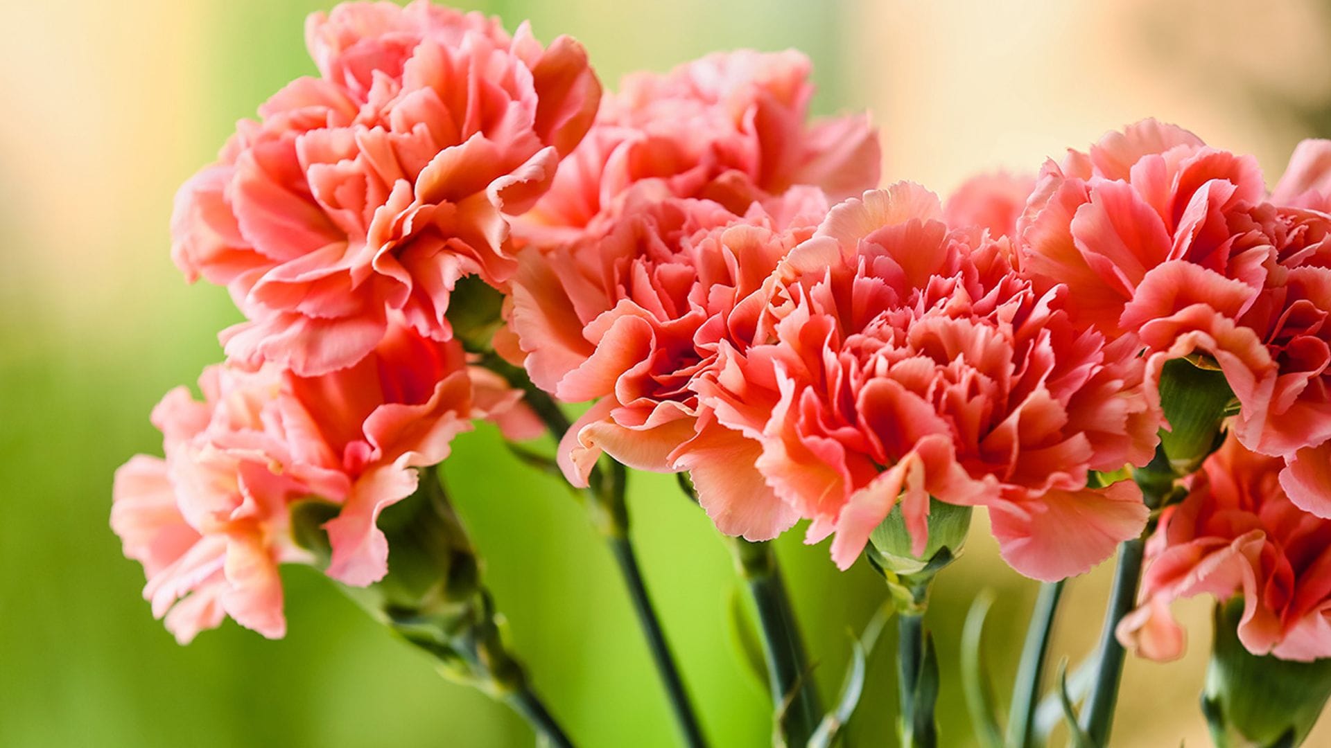 Claveles: características y cuidados de la flor más popular