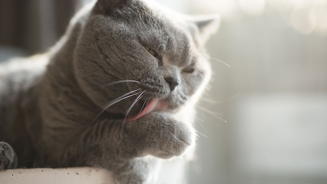 Un gato acicalándose
