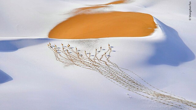 shangzhen fan   wildlife photographer of the year