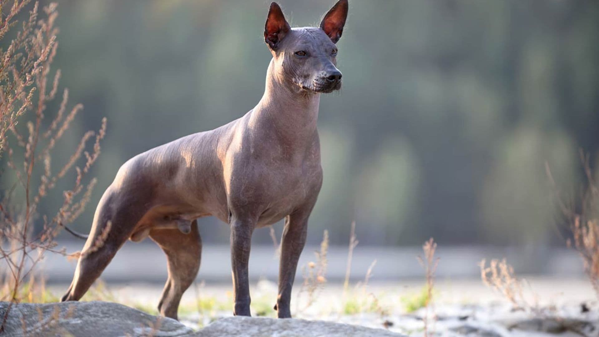 Estas son las razas de perro que más peligro tienen de extinguirse