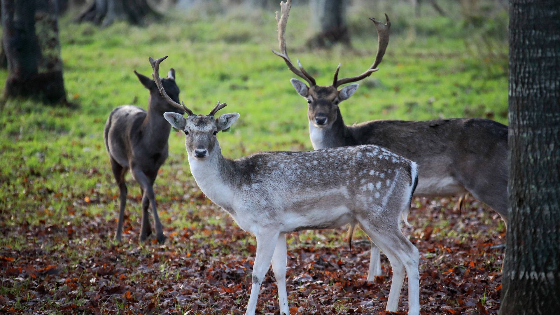 Ciervos en Phoenix Park, Dublin Irlanda