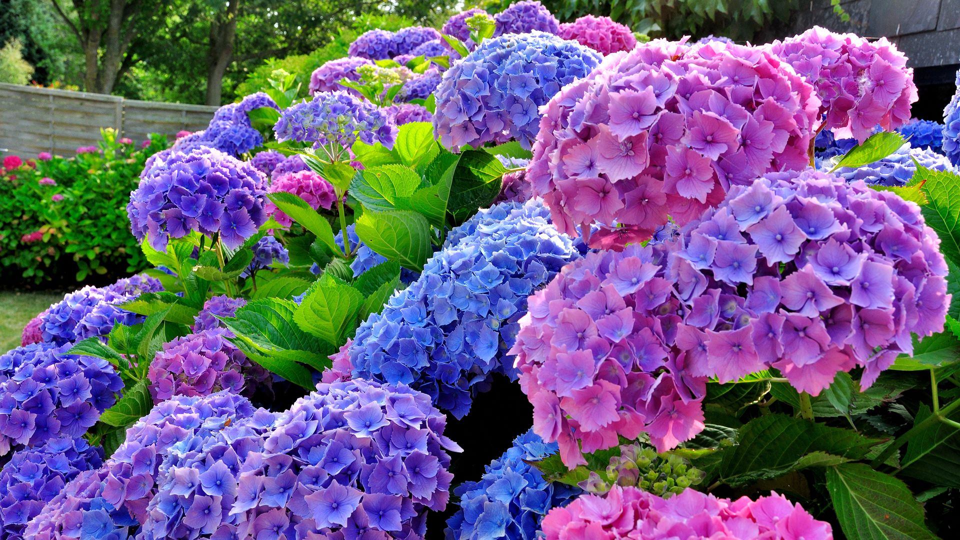 Cómo cultivar hortensias: trucos y cuidados para una flor con mucho significado