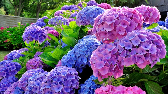 Hortensias