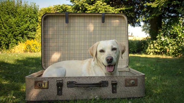 portada_perro_maleta