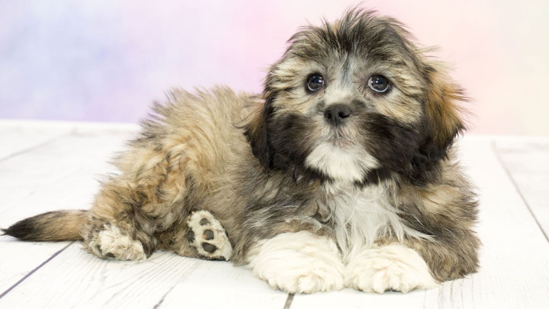 El lhasa apso y otras razas de perro famosas por su buen carácter