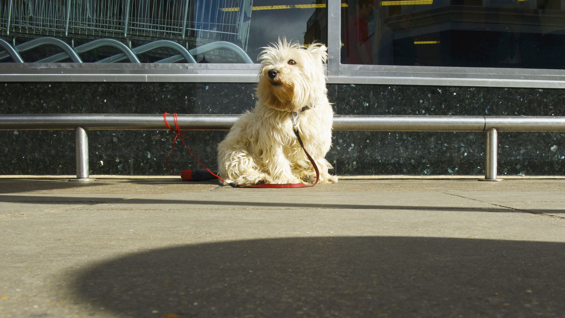 Dejar al perro atado en la puerta de un supermercado puede parecer un gesto práctico, pero la Ley de Bienestar Animal prohíbe mantener a los animales de compañía solos en espacios públicos sin supervisión presencial