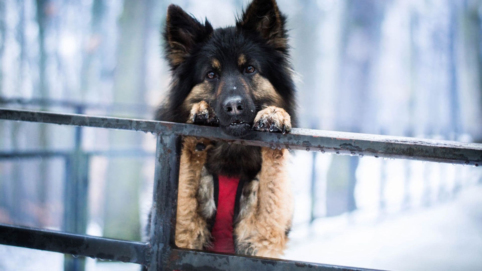 ¿Conoces al perro chodsky? Es una raza desconocida pero muy dócil y obediente