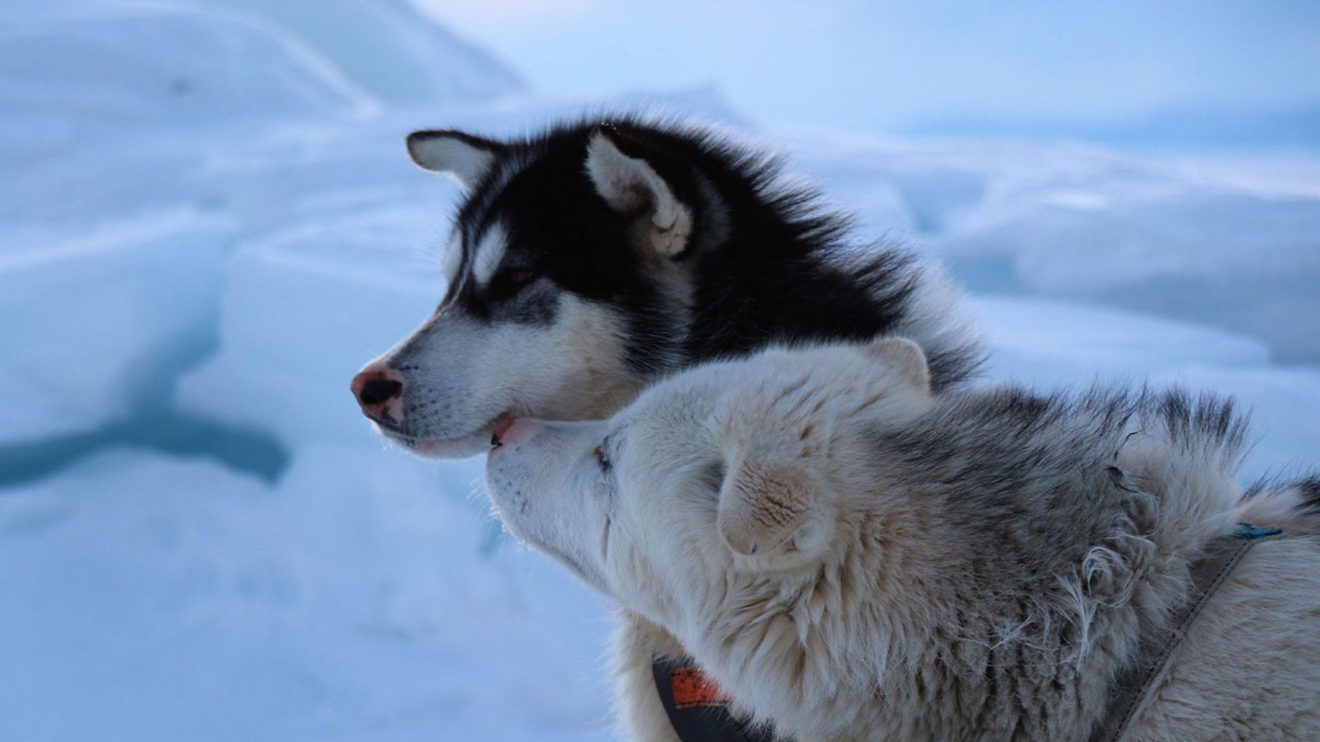 Dos alaskan malamute homenajearán a Félix Rodríguez de la Fuente en 'Desafío ártico 2020'