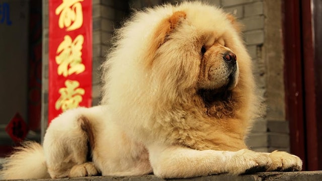 perrosotrosanimales