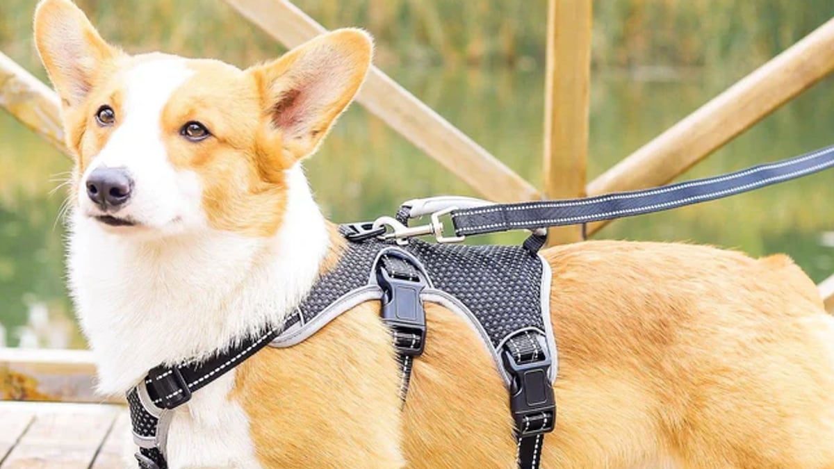 Mi arnés antiescape favorito a prueba de perros asustadizos está rebajado en Amazon