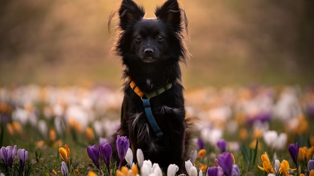 Un perro pequeño con un arnés de colores en un campo de flores 