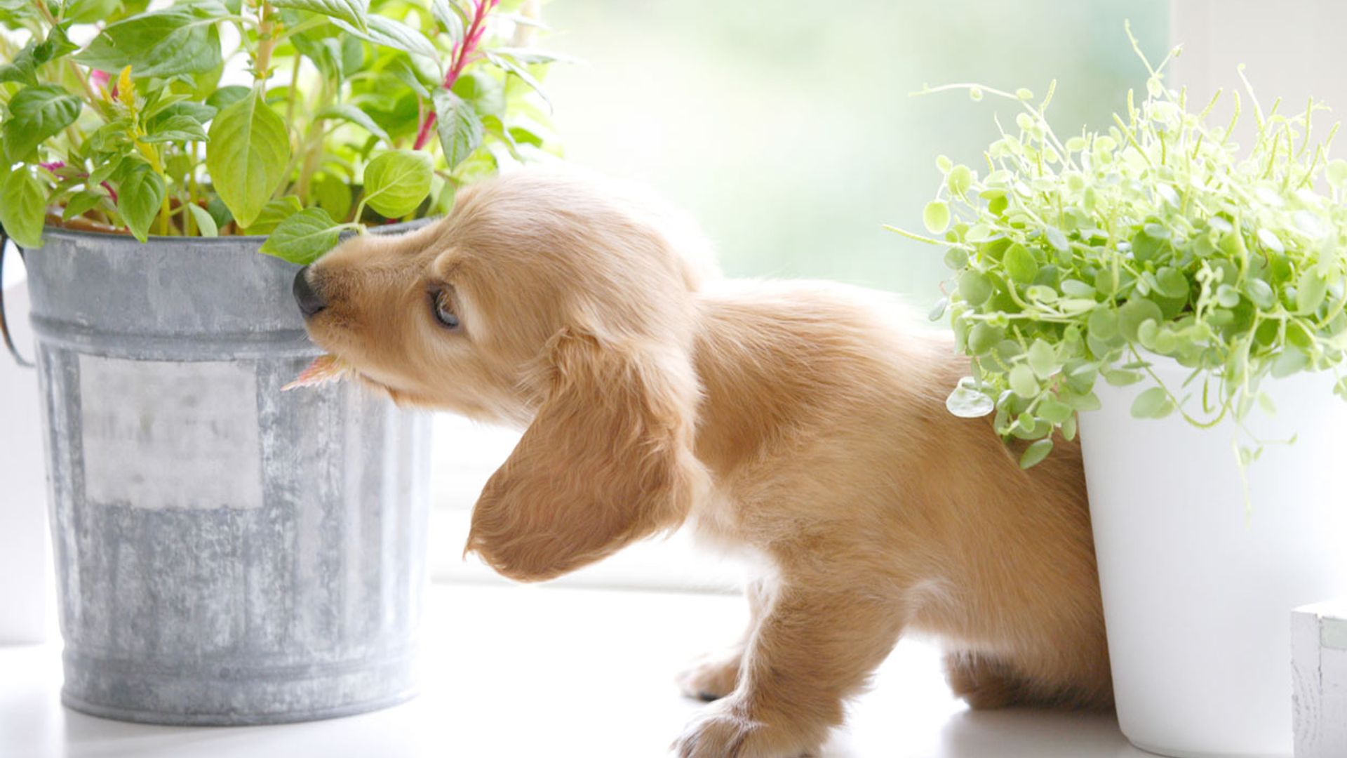 Plantas que puedes tener en casa sin riesgo para tu mascota