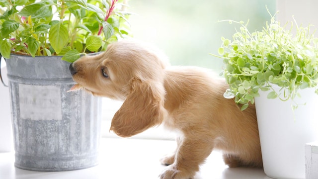 mascota planta