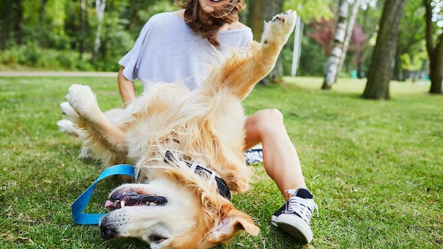 que sienten los perros con las cosquillas