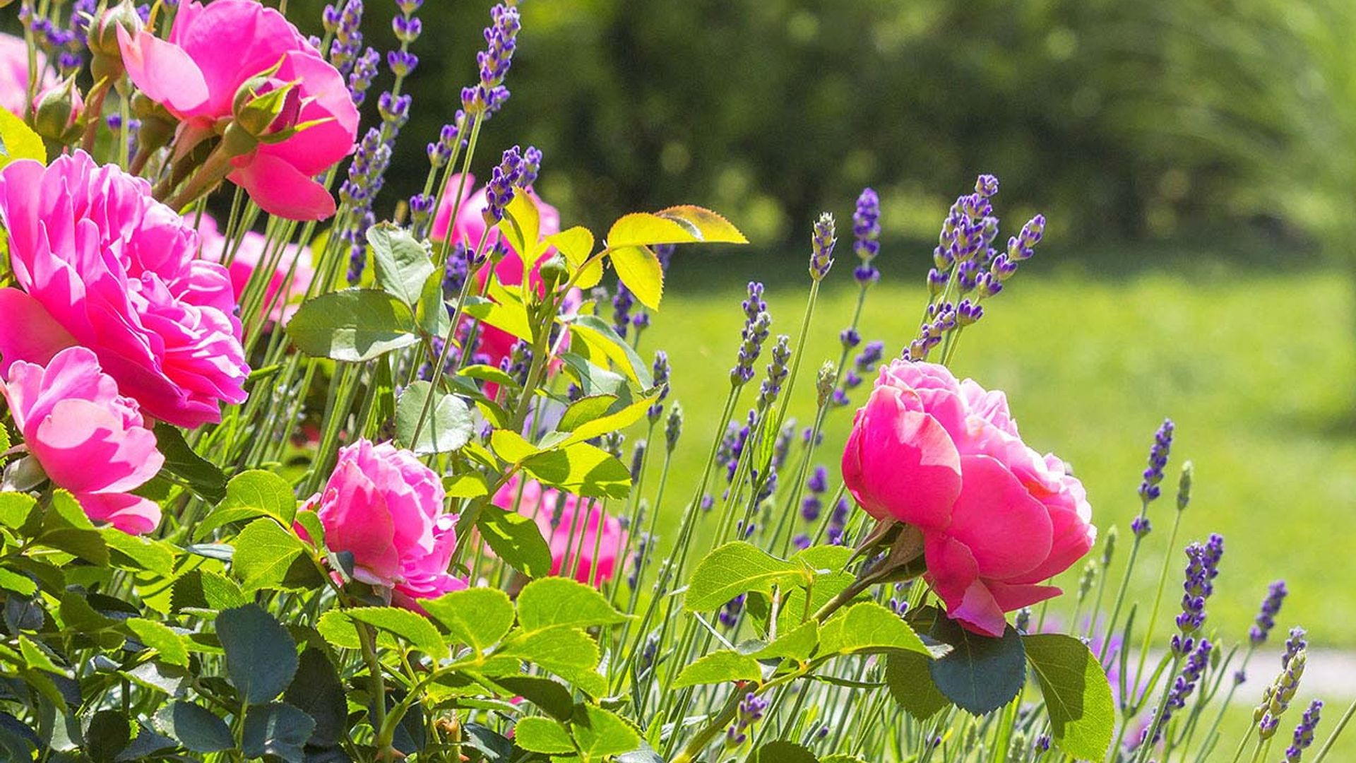 ¿Sabes cómo puedes alargar la floración de tus plantas?