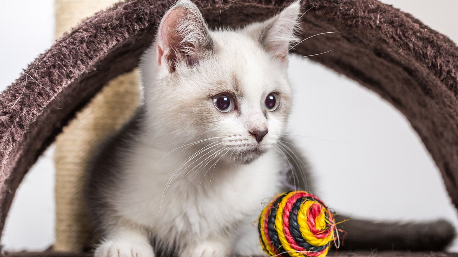 productos para gatos