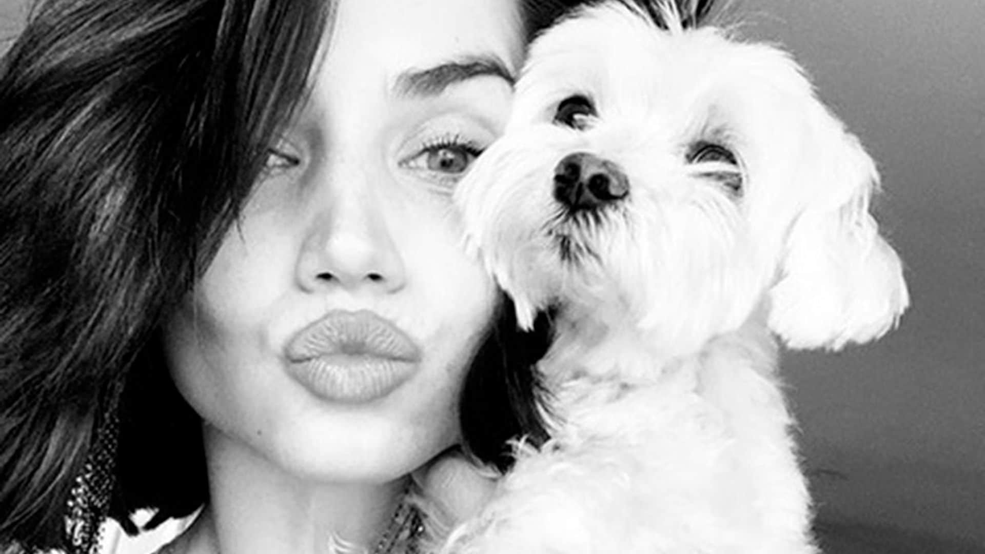 Bichón Maltés, la raza de moda entre las 'celebs'