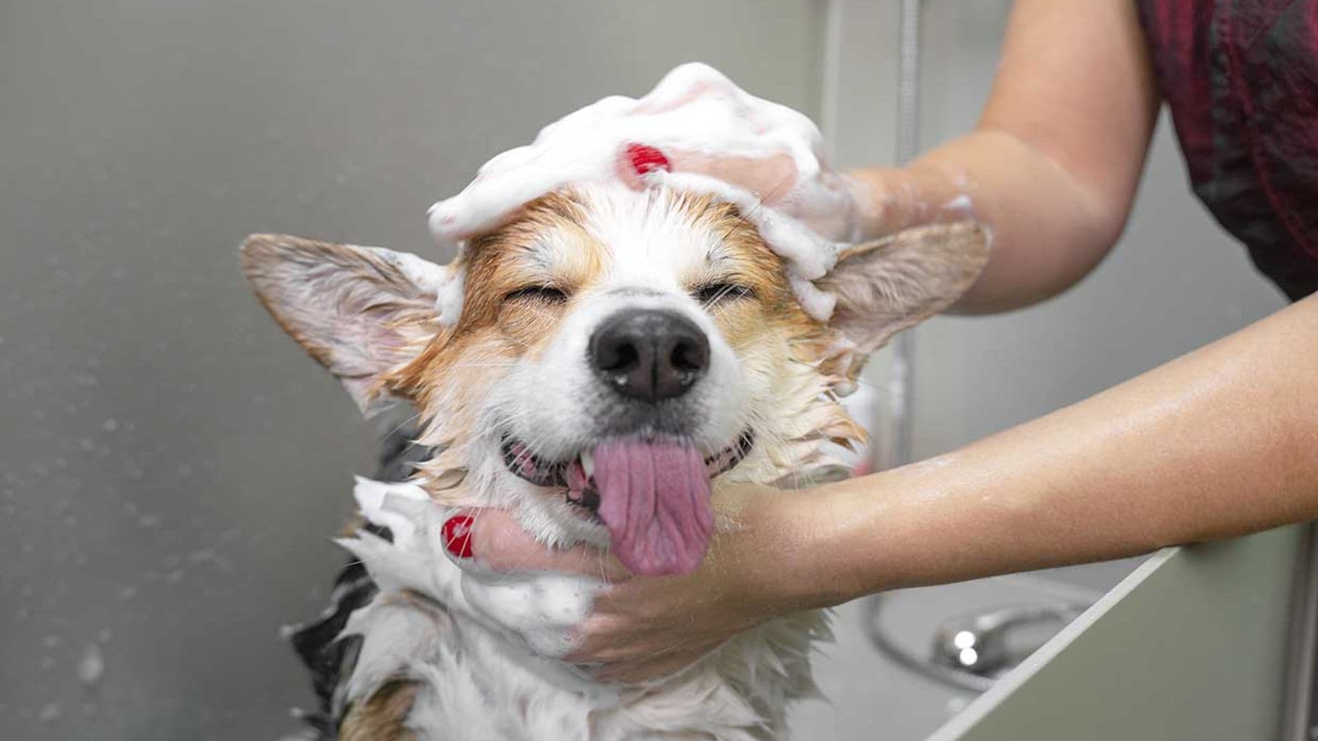 Cómo identificar las heridas de la piel de tu perro