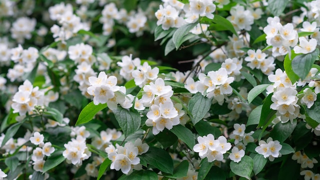 Muro de flores de jazmín (Trachelospermum jasminoides) en flor.