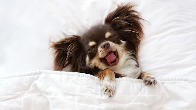 educar perro dormir fuera nuestra cama