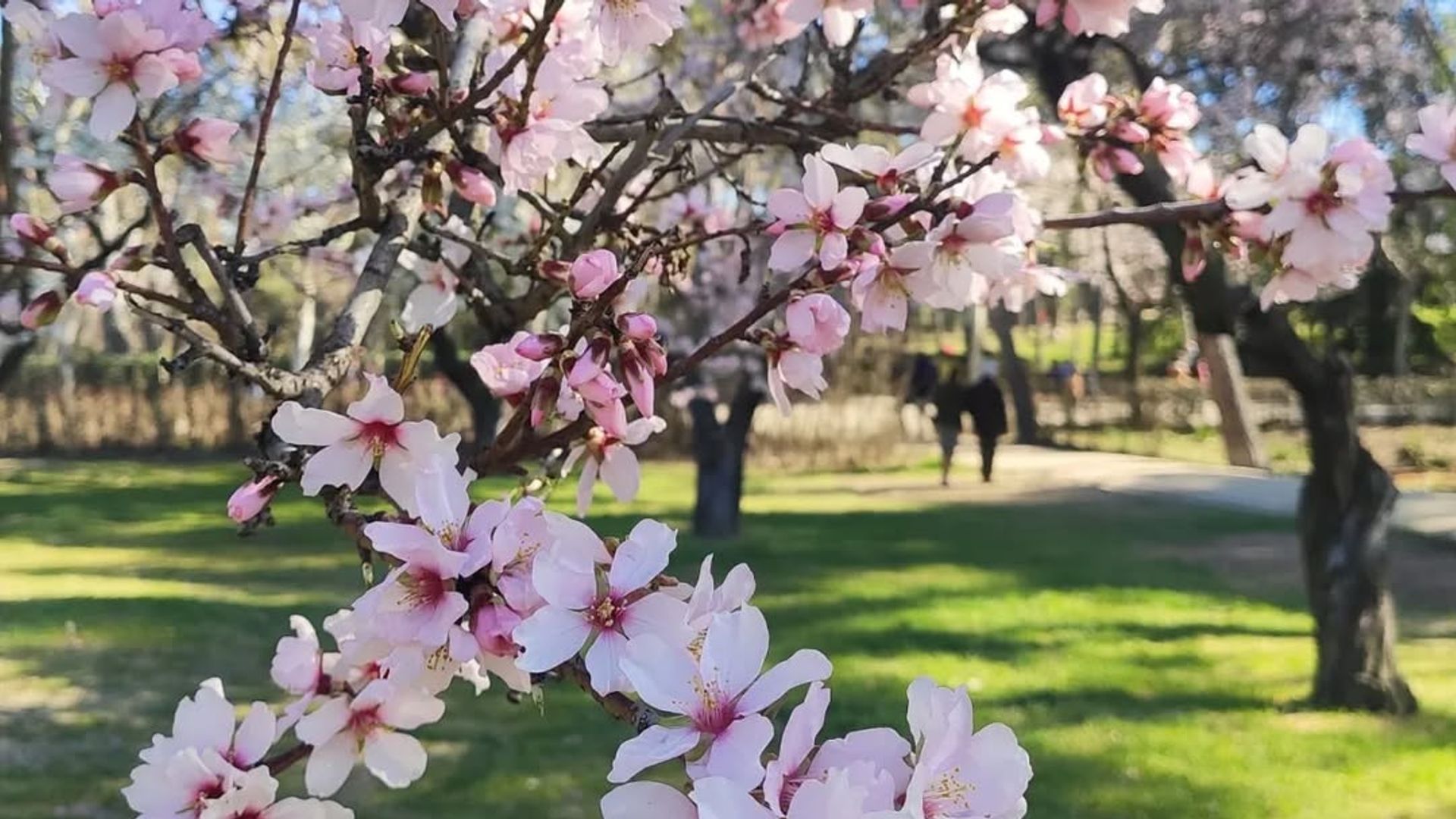 ¿Aún sin planes? Prepara tu agenda, porque Madrid se llena de arte, historia, música y el espectáculo de los almendros en flor