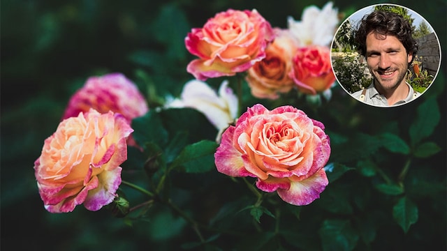 Las variedades de rosas que debes conocer presentadas por Ignacio Guío