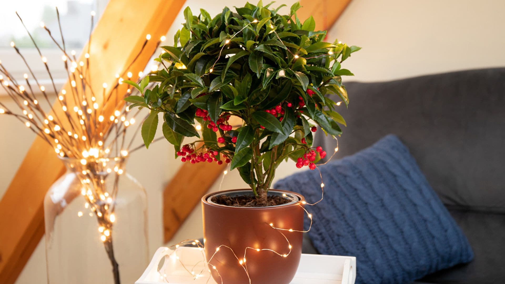 Los secretos para que la ardisia despliegue toda su belleza y colorido