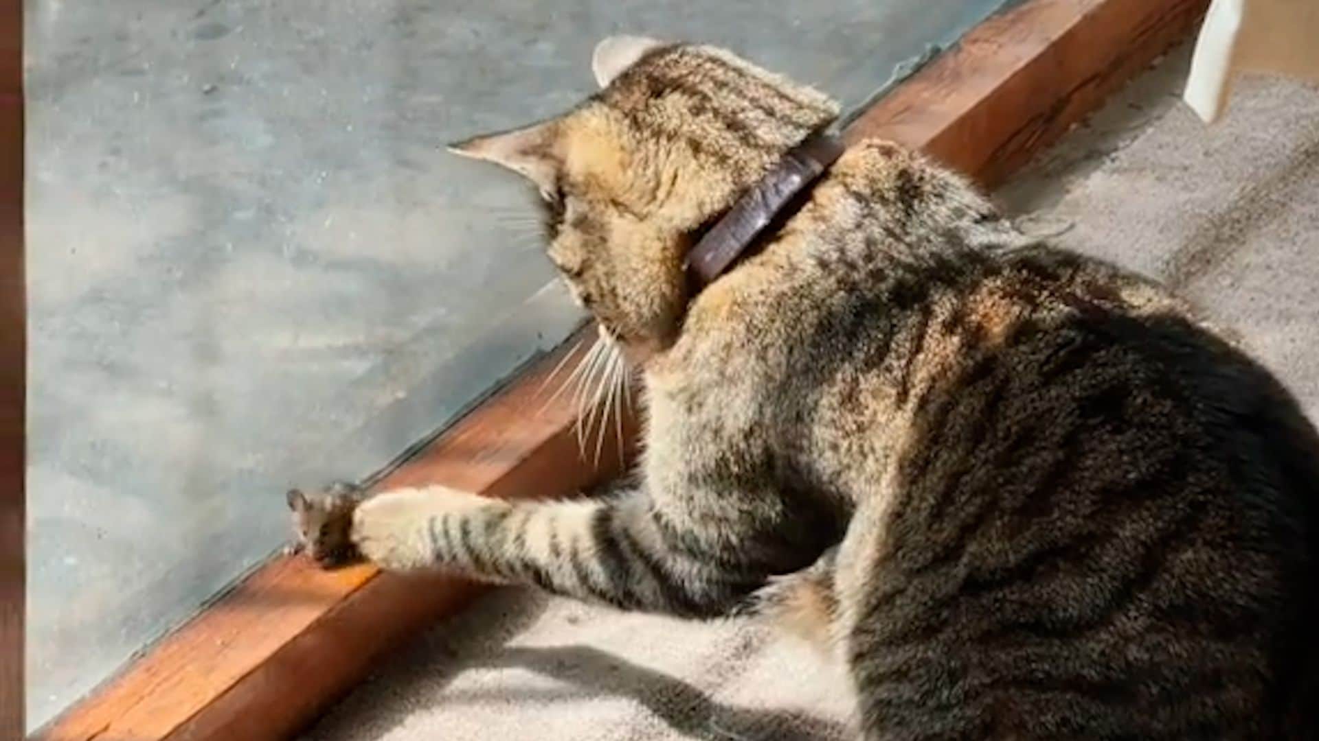 El divertido vídeo viral de una gata que lejos de cazar ratones… se hace amigo de ellos
