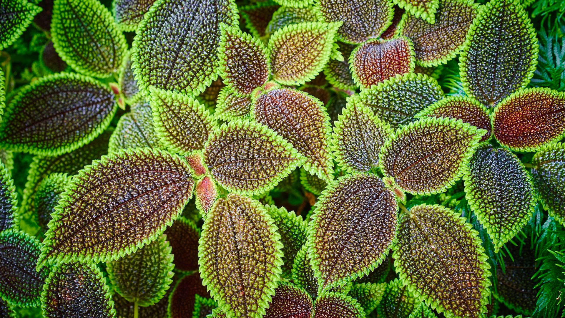 Pilea involucrata