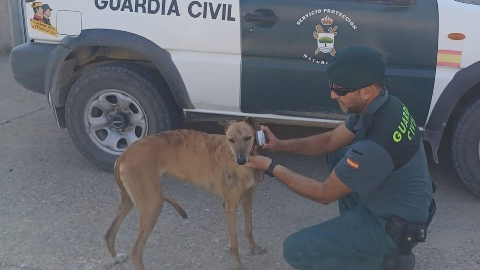 Un galgo encontrado en estado de extrema delgadez llevó a la Guardia Civil a investigar a su propietario por un presunto delito de abandono animal