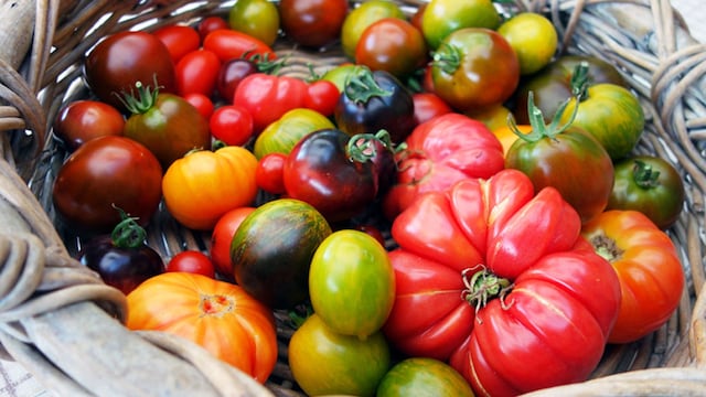 curiosidades tomate