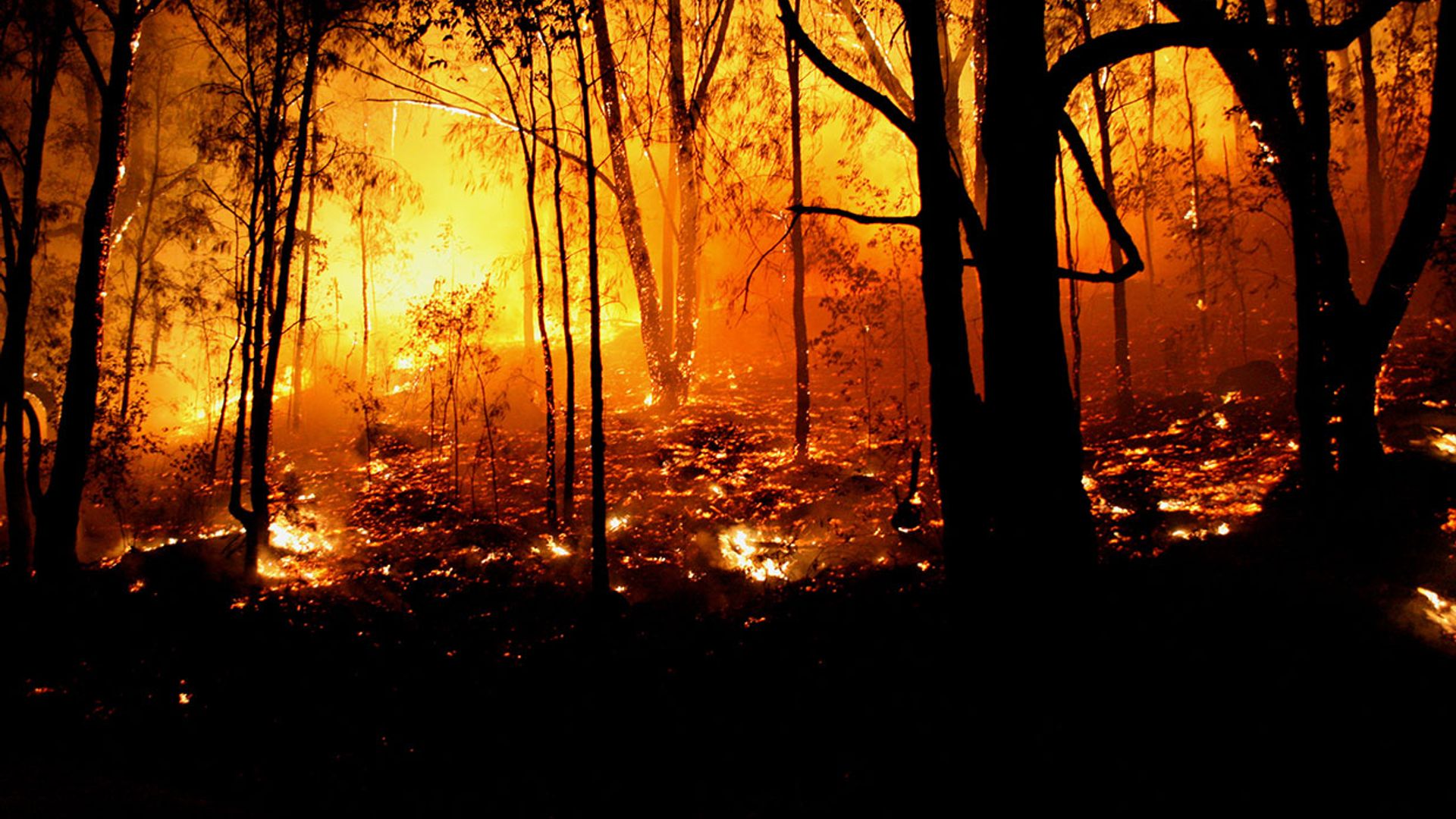 Las devastadoras consecuencias de los incendios de Australia