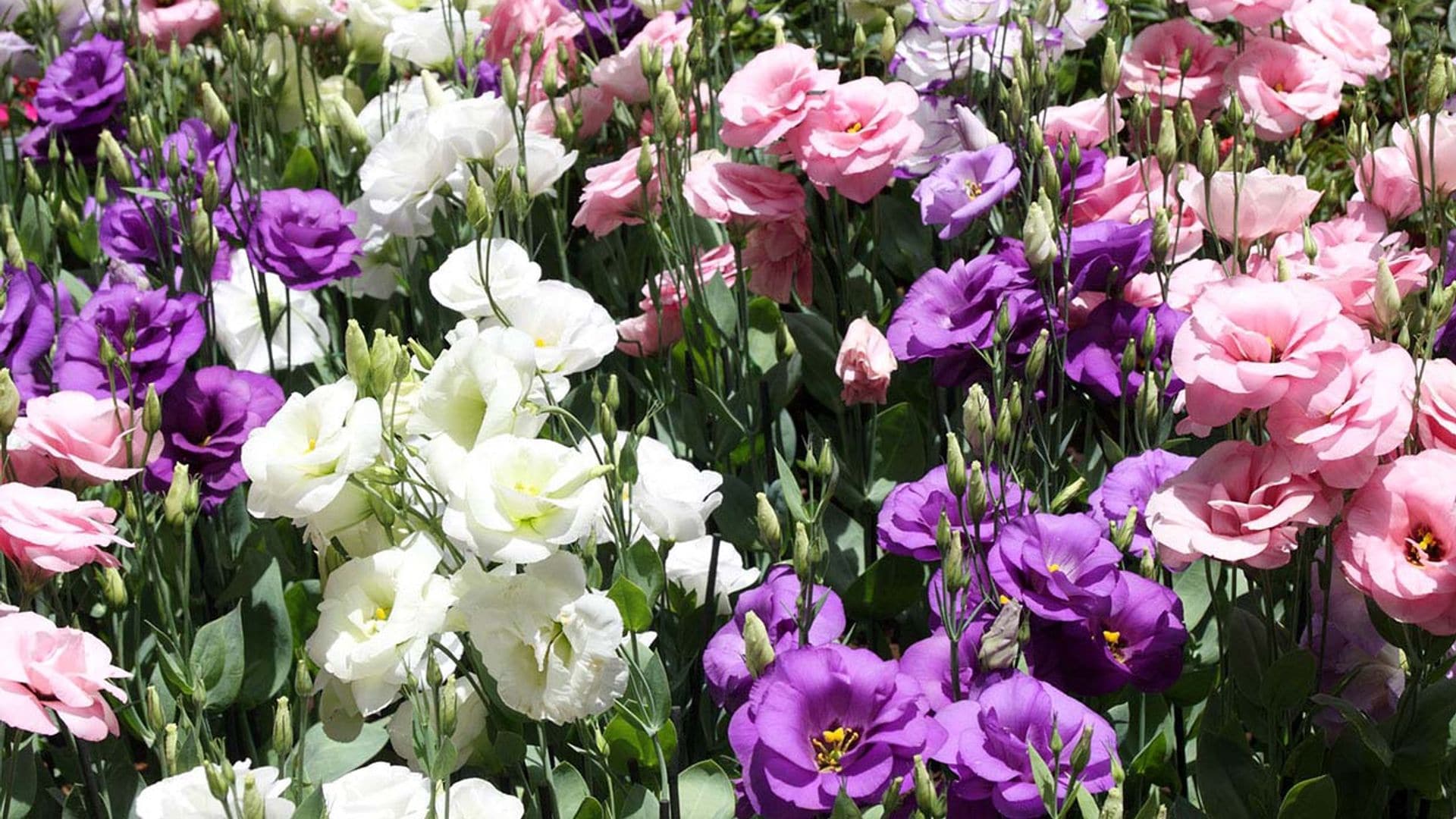 Aprende a cultivar el lisianthus, una planta de flor espectacular