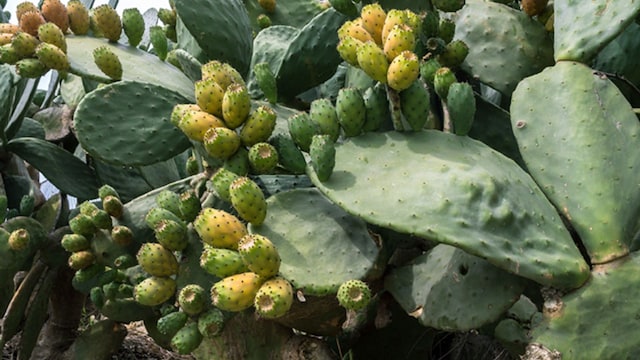 portada nopal